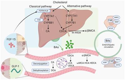 Regulating bile acids signaling for NAFLD: molecular insights and novel therapeutic interventions